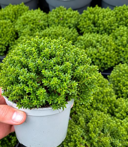 Hebe ‘Emerald Green’